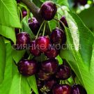 Chereshnya-piramidalnaya-kolonnovidnaya-Silviya-podvoj-semennoj-vishnya-Magalebskaya-1-sht-Poisk2