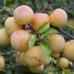 Sliva-Belaya-medovaya-podvoj-semennoj-alycha-1-sht-Poisk2