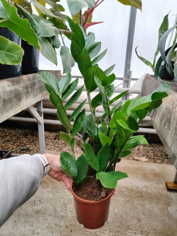 Замиокулькас "Долларовое дерево"