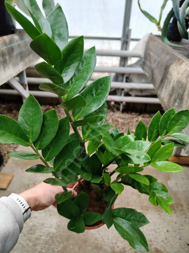 Замиокулькас "Долларовое дерево"