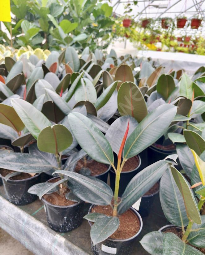 Фикус Эластика Абиджан