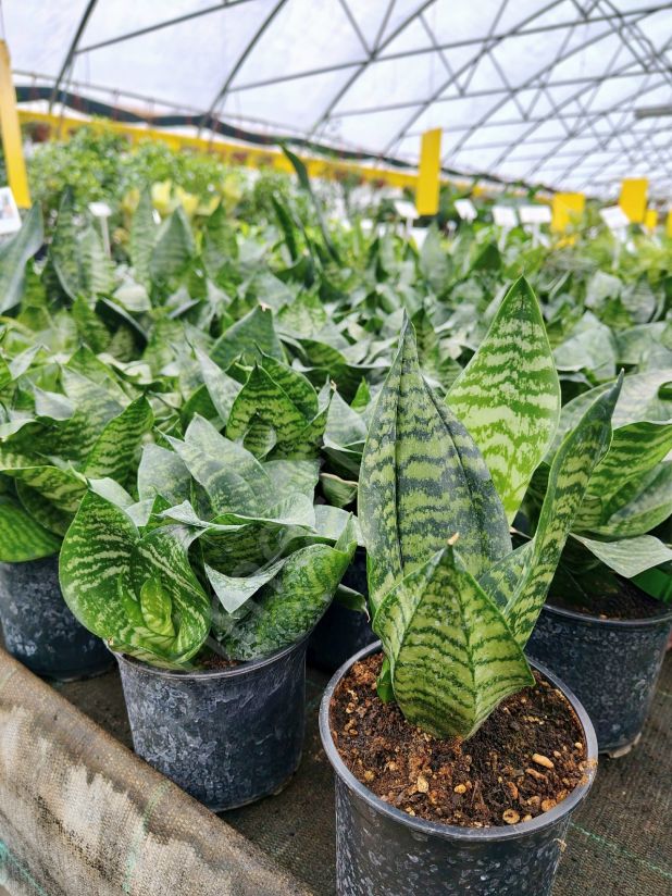 Сансевиерия Зейланика (ZEYLANICA)