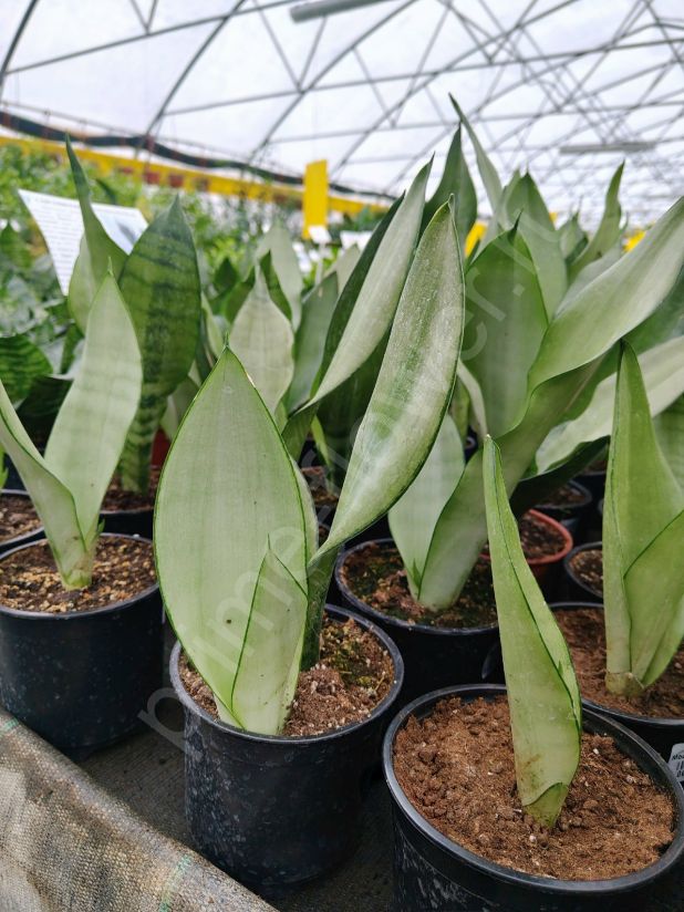 Сансевиерия Муншайн (Moonshine)