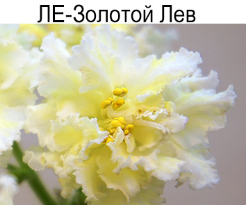ЛЕ-Золотой Лев (Лебецкая)