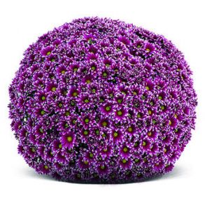 Хризантема мультифлора Salto Violet Blanc - 12шт (миниопт)