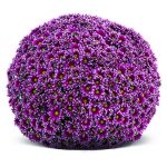 Хризантема мультифлора Salto Violet Blanc - 12шт (миниопт)