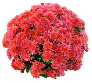 Хризантема мультифлора Coeur de Lorraine Bronze - 12шт (миниопт)