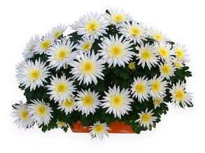 Хризантема мультифлора Flash Look Mousselite - 12шт (миниопт)