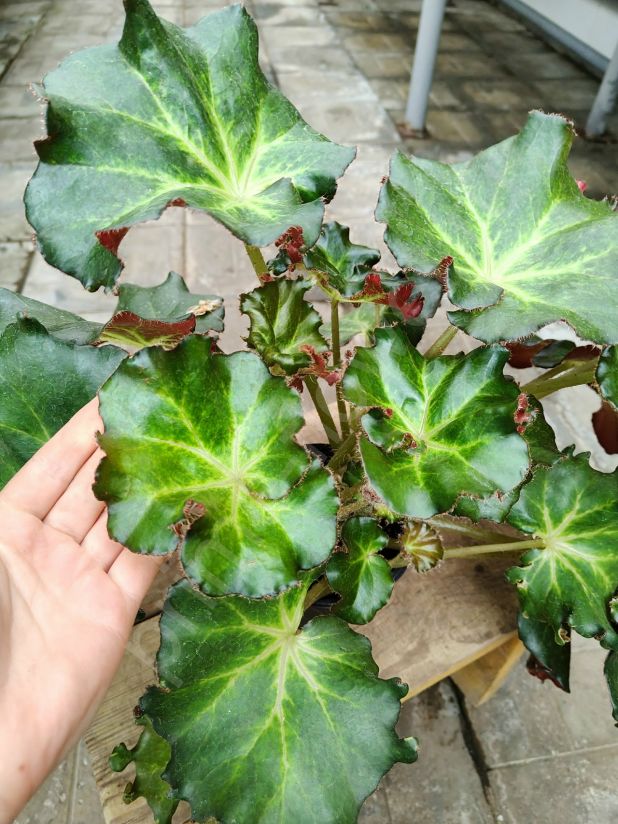 Бегония "Bunchii"