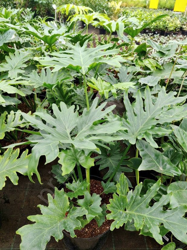 Филодендрон Ликети Сплит (Lickety Split)