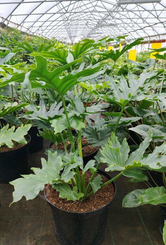 Филодендрон Ликети Сплит (Lickety Split)