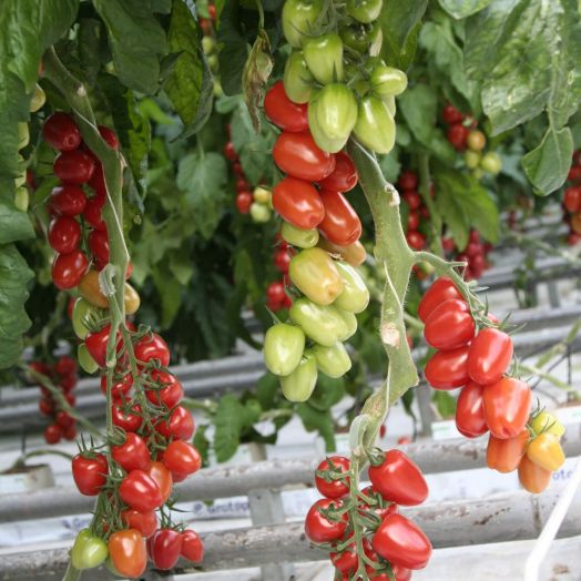 Томат индетерминантный Патронташ F1, 5шт семян