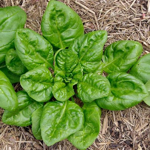 Шпинат Матадор, 5г семян