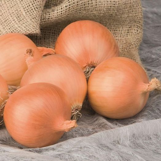 Лук репчатый Алонсо F1, 5г семян