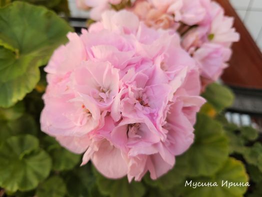 Шёлк Акватория