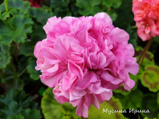 Шёлк Солнечная Долина № 2467