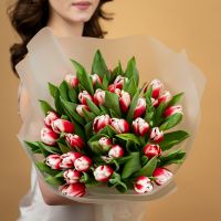 Тюльпаны красно-белые 35шт