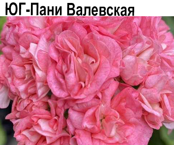 Пеларгония густомахровая компактная ЮГ-Пани Валевская  НОВИНКА КАТАЛОГА