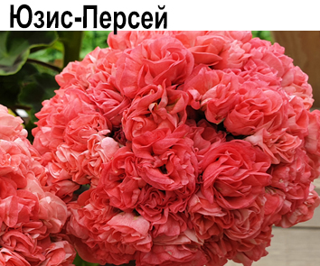Пеларгония розебудная Юзис-Персей  НОВИНКА КАТАЛОГА