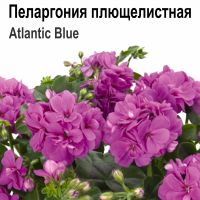 Пеларгония плющелистная Atlantic Blue