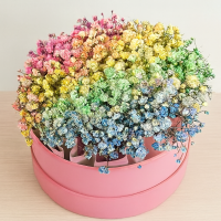 Гипсофила Микс в коробке