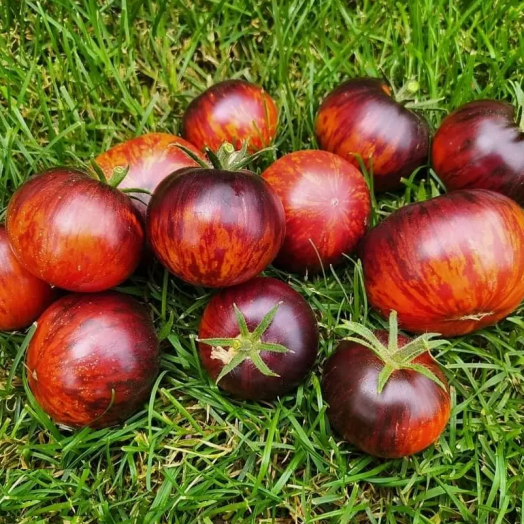 Томат индетерминантный ОРАНЖЕВАЯ КАРАМЕЛЬ, 5г семян