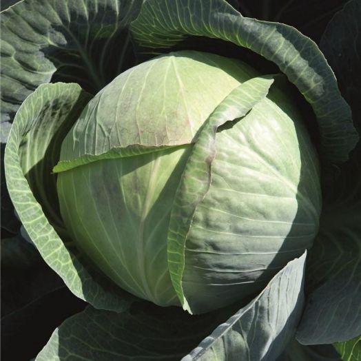 Капуста белокочанная Циклон F1, 100шт семян