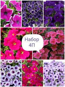 Набор 4П (петуния)