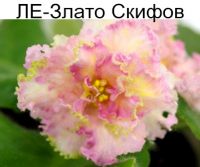 ЛЕ-Злато Скифов