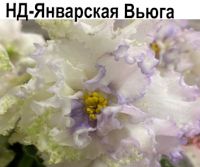 НД-Январская Вьюга