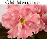 СМ-Миндаль