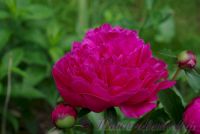 Пион травянистый 'Мадам Годишо' / Paeonia 'Madame Gaudichau'