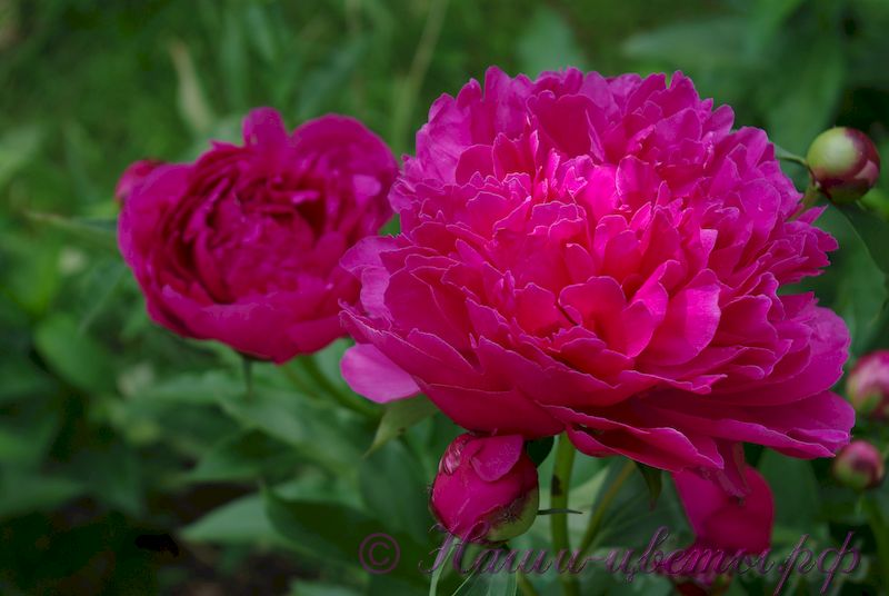 Пион травянистый 'Мадам Годишо' / Paeonia 'Madame Gaudichau'