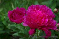Пион травянистый 'Мадам Годишо' / Paeonia 'Madame Gaudichau'