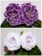 ЕН-Ягодный Гейзер/ЕН-Вальс Ангелов