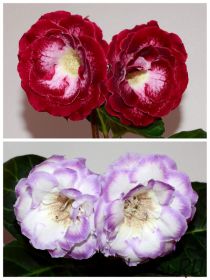 ЕН-Подружи Меня с Розами/ЕН-Луна в Океане