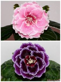 ЕН-Золотая Зарница/ЕН-Подарок Императора