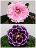 ЕН-Золотая Зарница/ЕН-Подарок Императора