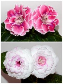 ЕН-Императорский Павлин/ЕН-Юная Джульетта