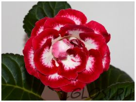 ЕН-Моя Богиня