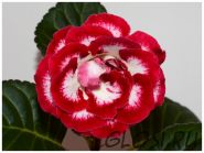 ЕН-Моя Богиня