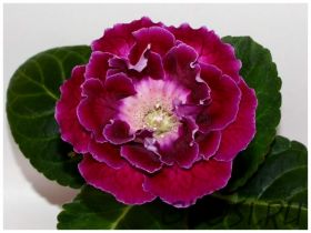 ЕН-Боярышница