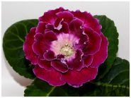 ЕН-Боярышница