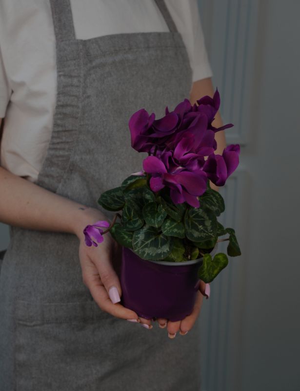 Цикламен Микс Д-12/25