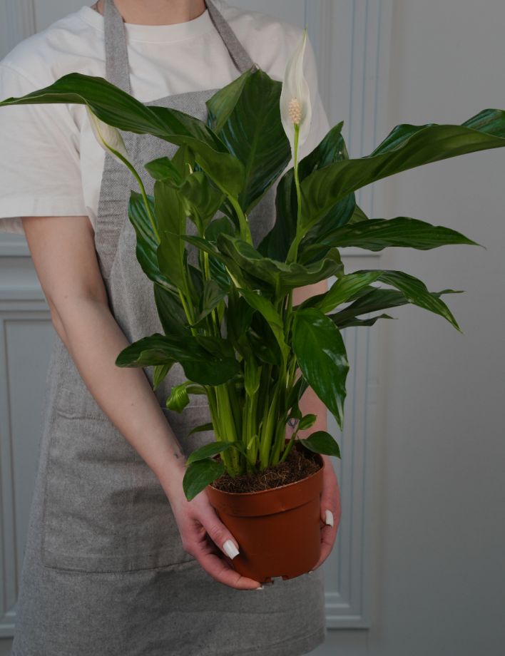 Спатифиллум Свит Рикардо (Д-13/60)