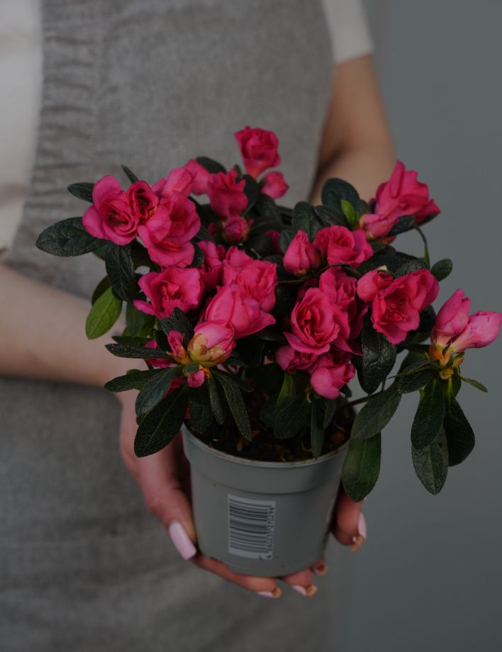 Азалия Микс (Д-9/17)