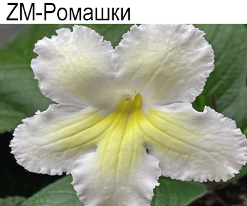 ZM-Ромашки (З.Метлушко)  НОВИНКА КАТАЛОГА