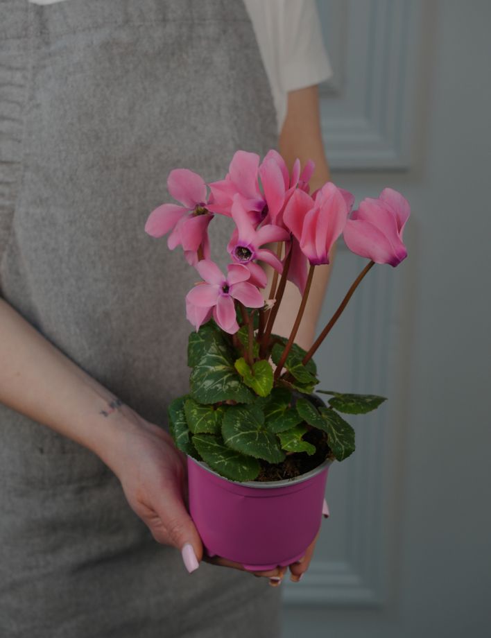 Цикламен Микс Д-13/30