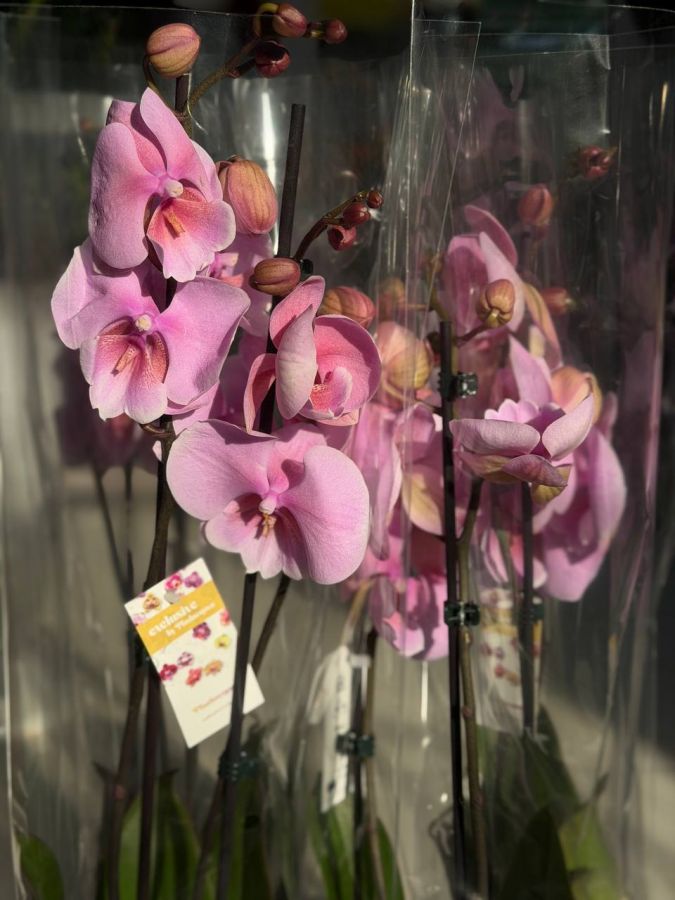 Орхидея Фаленопсис из Голландии