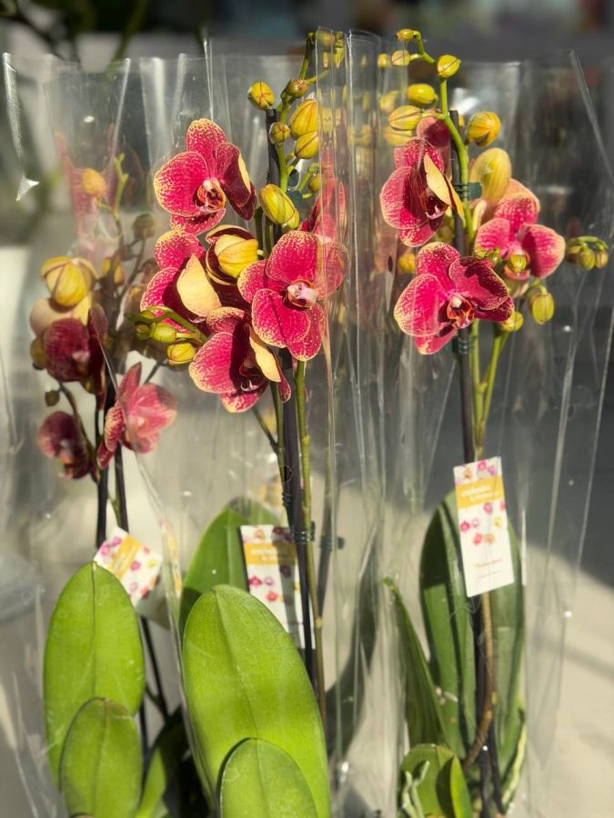 Орхидея Фаленопсис из Голландии